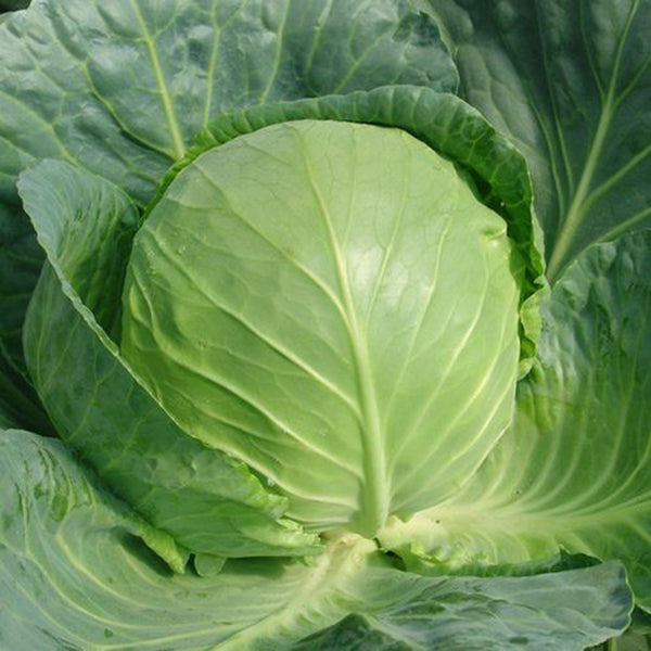 Cuixiaoluo Round Cabbage Seeds, 2g