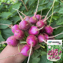 Purple Cherry Radish Seeds, 5g