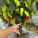 Ghost Pepper Seeds, 20 Seeds