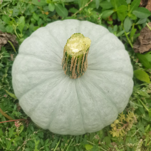 'Jiemei' Silver Chestnut Pumpkin, 10 Seeds