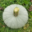 'Jiemei' Silver Chestnut Pumpkin, 10 Seeds