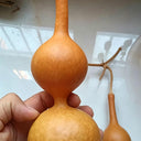 Xiaosan Ting Gourd, 10 Seeds