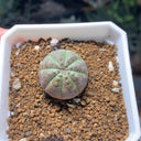 Euphorbia obesa 'Baseball' Live Succulent, 2-3cm