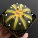 Astrophytum asterias Variegata, 3-4cm