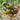 295 Jarson 18 Tomato, 5 Seeds