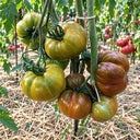 295 Jarson 18 Tomato, 5 Seeds