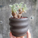 TD002 Pelargonium appendiculatum, 1 Dormant Tuber
