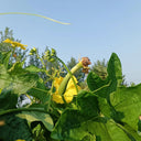 Green Superior Luffa Seeds, 20 Seeds