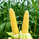 Huangnuo 589 Waxy Corn Seeds, 100g