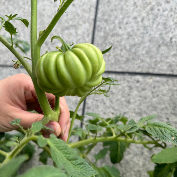'Firenza' Ribbed Tomato, 10 Seeds