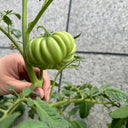 'Firenza' Ribbed Tomato, 10 Seeds