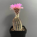 Echinocereus melanocentrus, 4-5cm