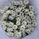 White Sweet Alyssum, 1g
