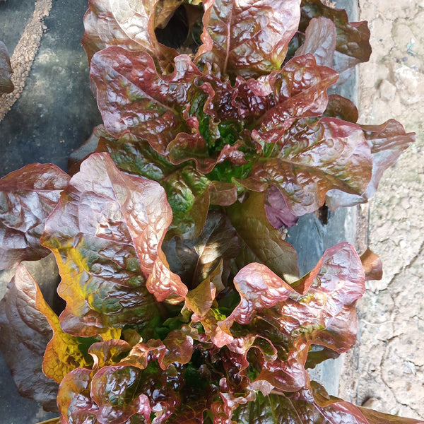 'Jing Zique' Lettuce Seeds, 1g