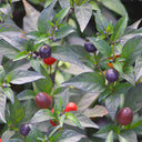 Pearl Multicolor Pepper Seeds, 100 Seeds