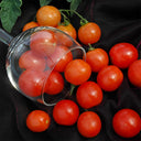 Dwarf Trailing Cherry Tomato 'Tumbling Tom Red', 20-30 Seeds