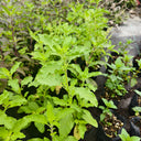 Holy Basil, 50 Seeds