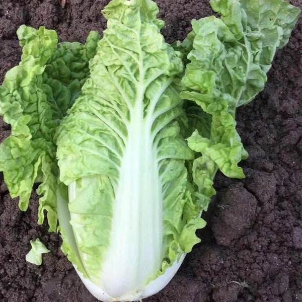 'Dongjia Chunguan' Chinese Cabbage Seeds, 8g