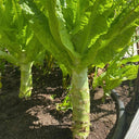 Jade Stem Lettuce Seeds, 10g