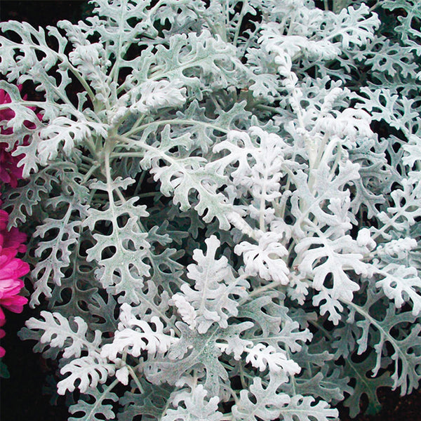 Silver Ragwort (Jacobaea maritima) Seeds, 100 Seeds