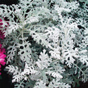 Silver Ragwort (Jacobaea maritima) Seeds, 100 Seeds