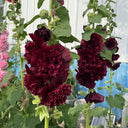 Chater's Double Maroon Hollyhock, 5 Seeds