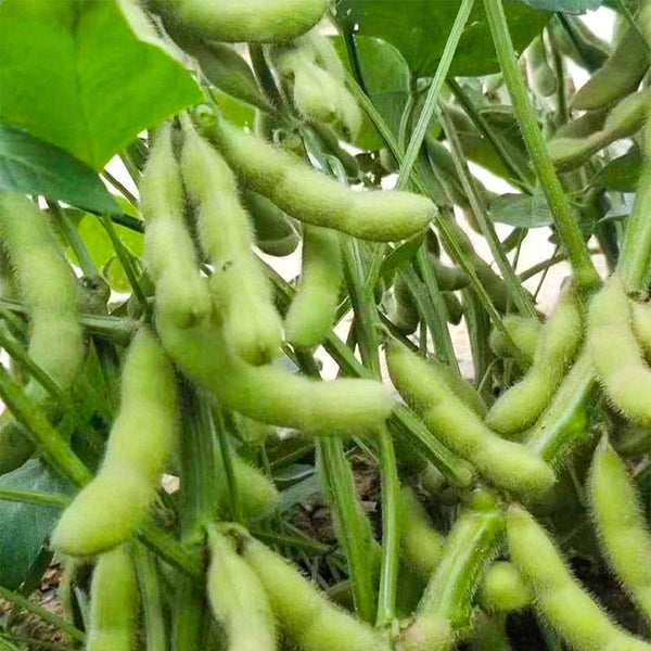 Jiaoda No.18 Edamame, 100 Seeds
