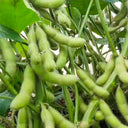 Jiaoda No.18 Edamame, 100 Seeds