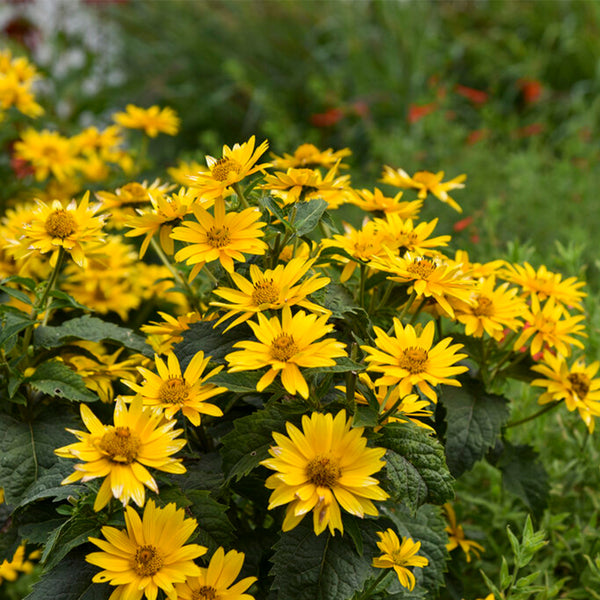 False Sunflower, 300 Seeds