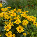 False Sunflower, 300 Seeds