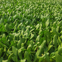 Agricultural Research Round-Leaf Lettuce Seeds, 10g