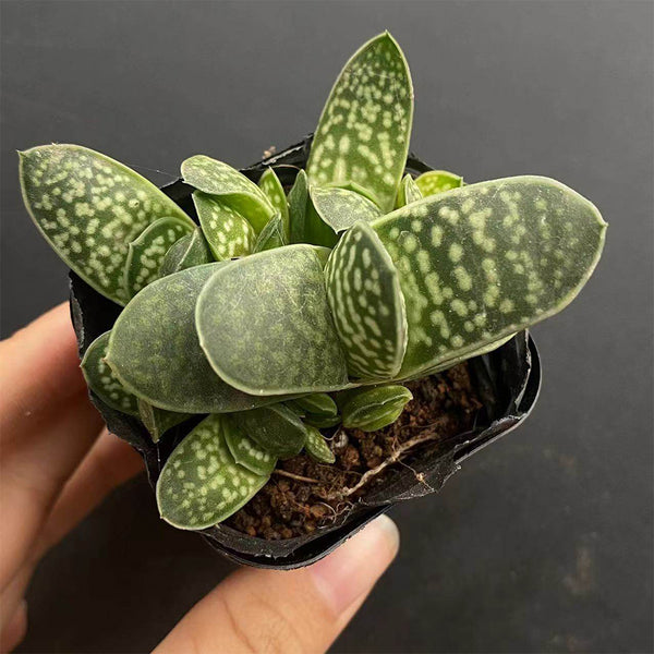 Gasteria minima, 3-4cm