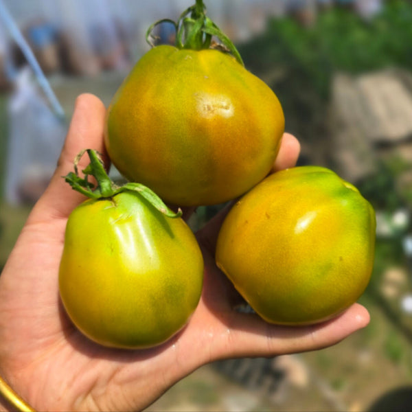 779 Spear's Tennessee Green Tomato, 5 Seeds
