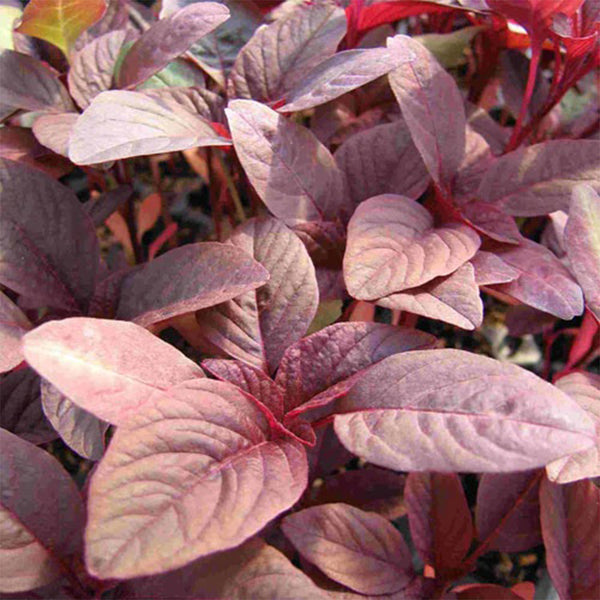 Red Round Leaf Amaranth Seeds, 20g