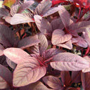 Red Round Leaf Amaranth Seeds, 20g