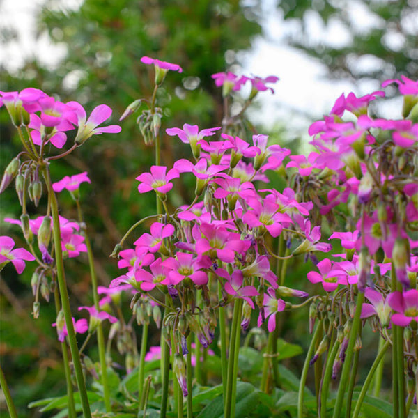 Oxalis lasiandra, 10 Bulbs