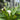 'White Art' Calla Lily, 16/18cm Circumference, 1 Bulb