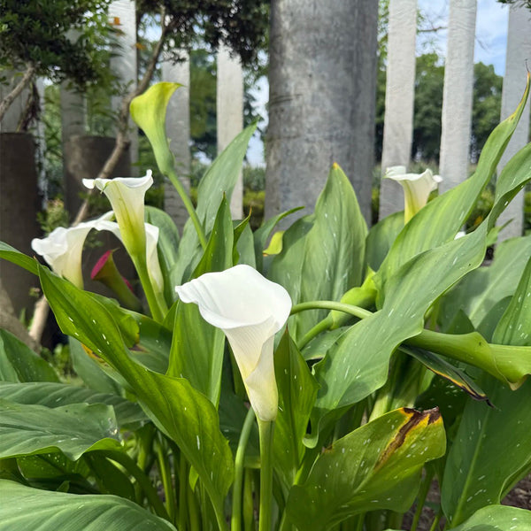 'White Art' Calla Lily, 16/18cm Circumference, 1 Bulb