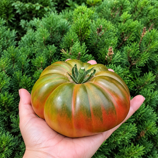 145 Renegade Tomato, 5 Seeds