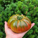 145 Renegade Tomato, 5 Seeds