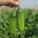 'Cuimei 188' Mini Cucumber, 100 Seeds