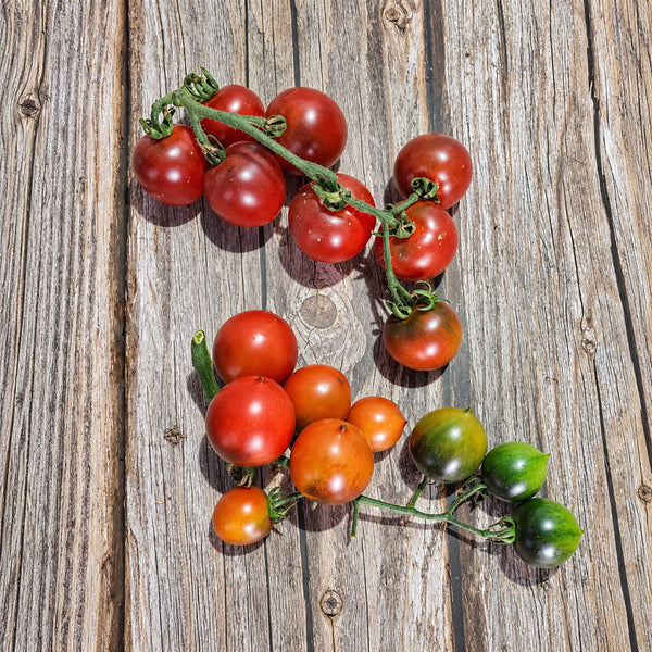 326 Blueberry Blues F1 Tomato, 5 Seeds