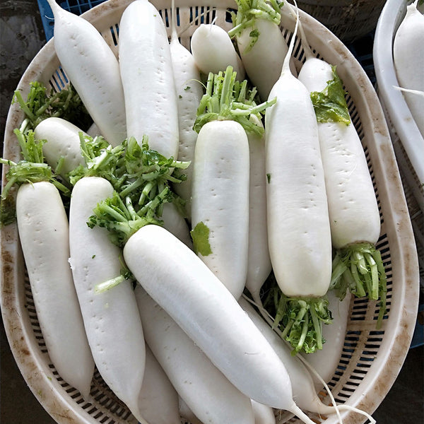 New White Jade Spring Radish Seeds, 5g