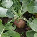 Giant Turnip Seeds, 10g