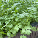 Evergreen Iron Stem Cilantro Seeds, 10g