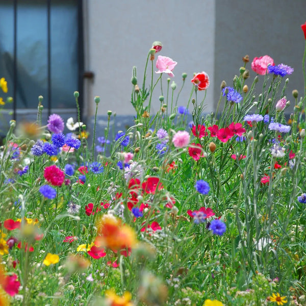 Wildflower Mix, 1000 Seeds