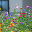Wildflower Mix, 1000 Seeds