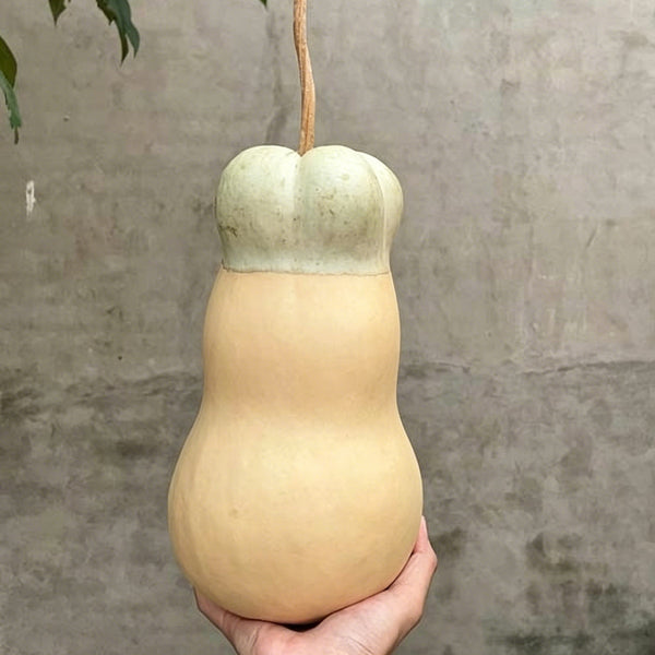 Small Lotus-head Gourd, 10 Seeds