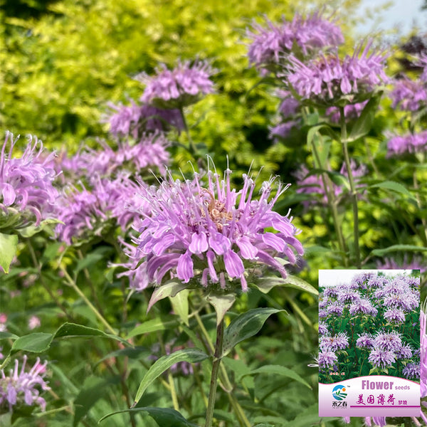 Hezhichun Bee Balm Seeds, 1g