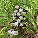 Chinese Arborvitae (Platycladus orientalis), 100 Seeds